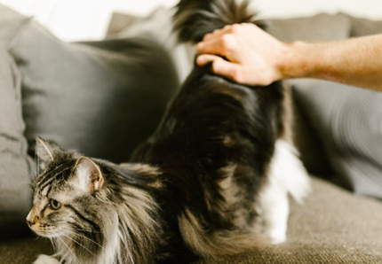 Il gatto alza il fondoschiena quando viene accarezzato